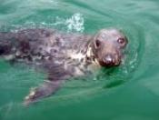 Newquay Harbour Seals