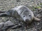 Newquay Seal