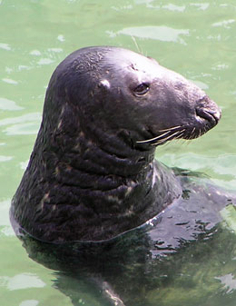Newquay Harbour Seal